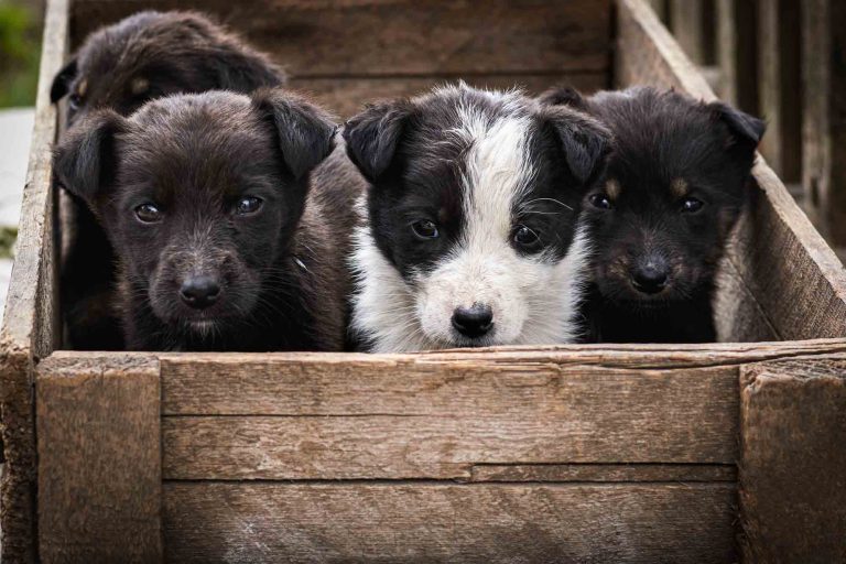 RespekTiere International e.V. Bad Reichenhall Headerbild mit 3 kleinen Hundewelpen in einer Holzbox