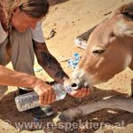Tom von RespekTiere gibt einem Esel in der Eselhilfe Afrika frisches Wasser