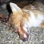 Ein toter Fuchs nach einer Jagd namens Nacht des Fuchses