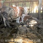 Zwei Rinder die völlig verdreckt in einem Stall stehen dessen Boden voller Fäkalien ist