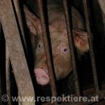 Ein Schwein das traurig durch die Gitter seines Gefängnisses schaut