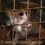 Ein Affe der traurig durch ein Gitter sieht