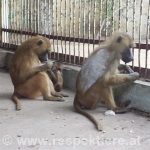 Zwei Affen die am kahlen Boden eines Betonkäfigs in einem Zoo sitzen
