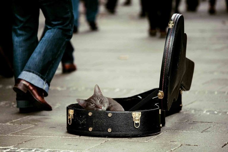 RespekTiere International Bad Reichenhall Tierschutz Spenden Katze in einem Gitarrenkoffer